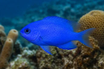 Chromis cyanea (Μπλε νεαρή κοπέλα)