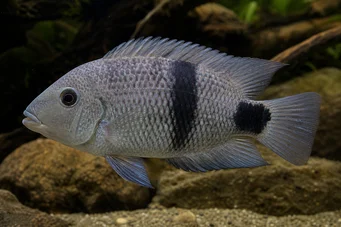 Cichlasoma maculicauda (Κιχλαζόμα maculicauda)