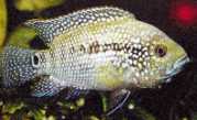Cichlasoma sajica Σάιτσα