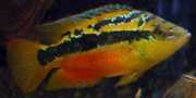 Cichlasoma salvini Σάλτσα