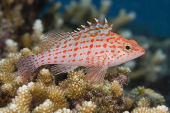 Cirrhitichthys oxycephalus