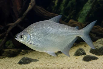 Citharinus citharus