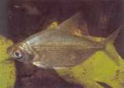 Citharinus congicus Κονγκό Citharine