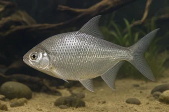 Citharinus congicus (Κονγκό Citharine)