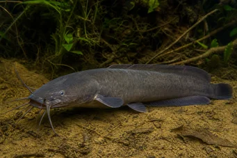 Clarias batrachus