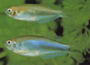 Coelurichthys microlepis Tetra Crutor με μικρές κλίμακες, Barberos