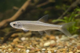 Coelurichthys microlepis Tetra Crutor με μικρές κλίμακες, Barberos