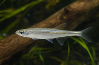 Coelurichthys tenuis (Η Tetra Held, Tetra-Barberos)