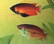 Colisa chuna Πακέτα Chuna