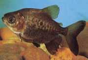 Colossoma macropomum Μαύρο Pacou, Giant Pacou, Gamitana