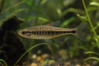 Copeina guttata (Κομψή Copéina)