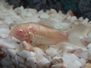Corydoras aeneus albinos Αλβίνος Corydoras