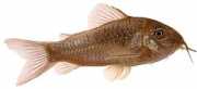 Corydoras aeneus Μεταλλικός cor...
