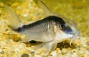 Corydoras arcuatus Corydoras
