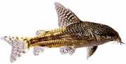 Corydoras barbatus Chabraque Corydoras