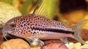Corydoras bondi Corydoras Bondi