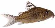 Corydoras elegans Ένοπλος Corydoras