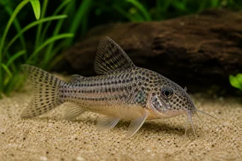 Corydoras guapore (Γκουπόρη Corydoras)