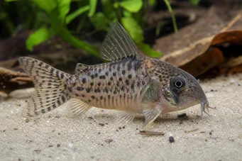 Corydoras latus (Corydoras με προβληματισμό)