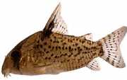 Corydoras leucomelas ΛΕΚΟΜΟΛΑ CORYDOR...