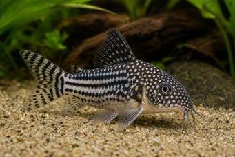 Corydoras leucomelas (ΛΕΚΟΜΟΛΑ CORYDORAS)