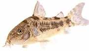 Corydoras paleatus Πιπερώδης