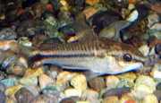Corydoras pygmaeus Πύργος Corydoras