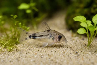 Corydoras pygmaeus