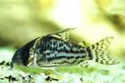 Corydoras schwartzi Corydoras με πέντ�...