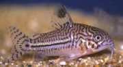 Corydoras trilineatus Τρεις ζώνης Co...