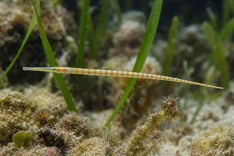 Corythoichthys flavofasciastus (Κίτρινο ψάρι)