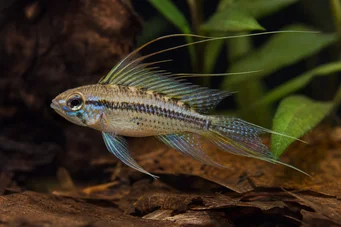 Crenicara filamentosa (Πλέγμα κιχλίδων)