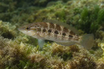 Crenilabrus quinquemaculatus Πέντε ζώνης
