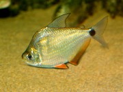 Ctenobrycon spilurus hauxwellianus Characin με υψηλή πλάτη