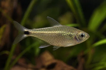 Ctenobrycon spilurus hauxwellianus (Characin με υψηλή πλάτη)