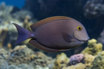 Ctenochaetus strigosus (Κυλίνδρος)