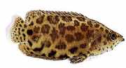 Ctenopoma acutirostre Λεοπάρδαλη Cte...