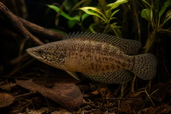 Ctenopoma oxyrhynchus (Παγώνι)