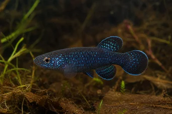 Cynolebias nigripinnis (Αργεντινή μαργαριτάρι με μαύρα πτερύγια)