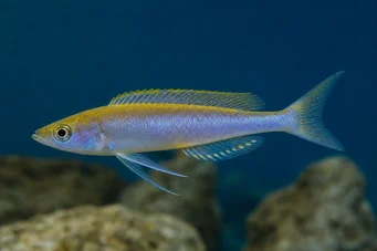 Cyprichromis leptosoma (Κυπρχρωμικό Leptosoma)