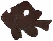 Dascyllus trimaculatus Τρία σημεία