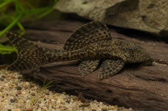 Dekeyseria brachyura DeKeyeria brachyura