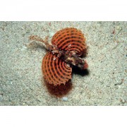 Dendrochirus brachypteru... Νάνος