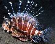 Dendrochirus zebra Νάνος