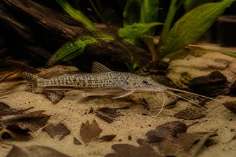 Dianema longibarbis (Γατόψαρο)