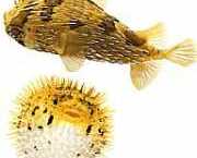 Diodon holocanthus Ακανθώδης αν�...