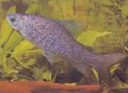 Distichodus notospilus Διαταραχή