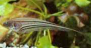 Eigenmannia virescens Γυαλί μαχαίρια ψάρια