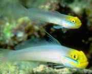 Eleotrides strigatus Μεταξένια μπ�...