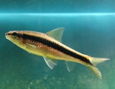 Epalzeorhynchus siamensi... Siamese τιμονιού...